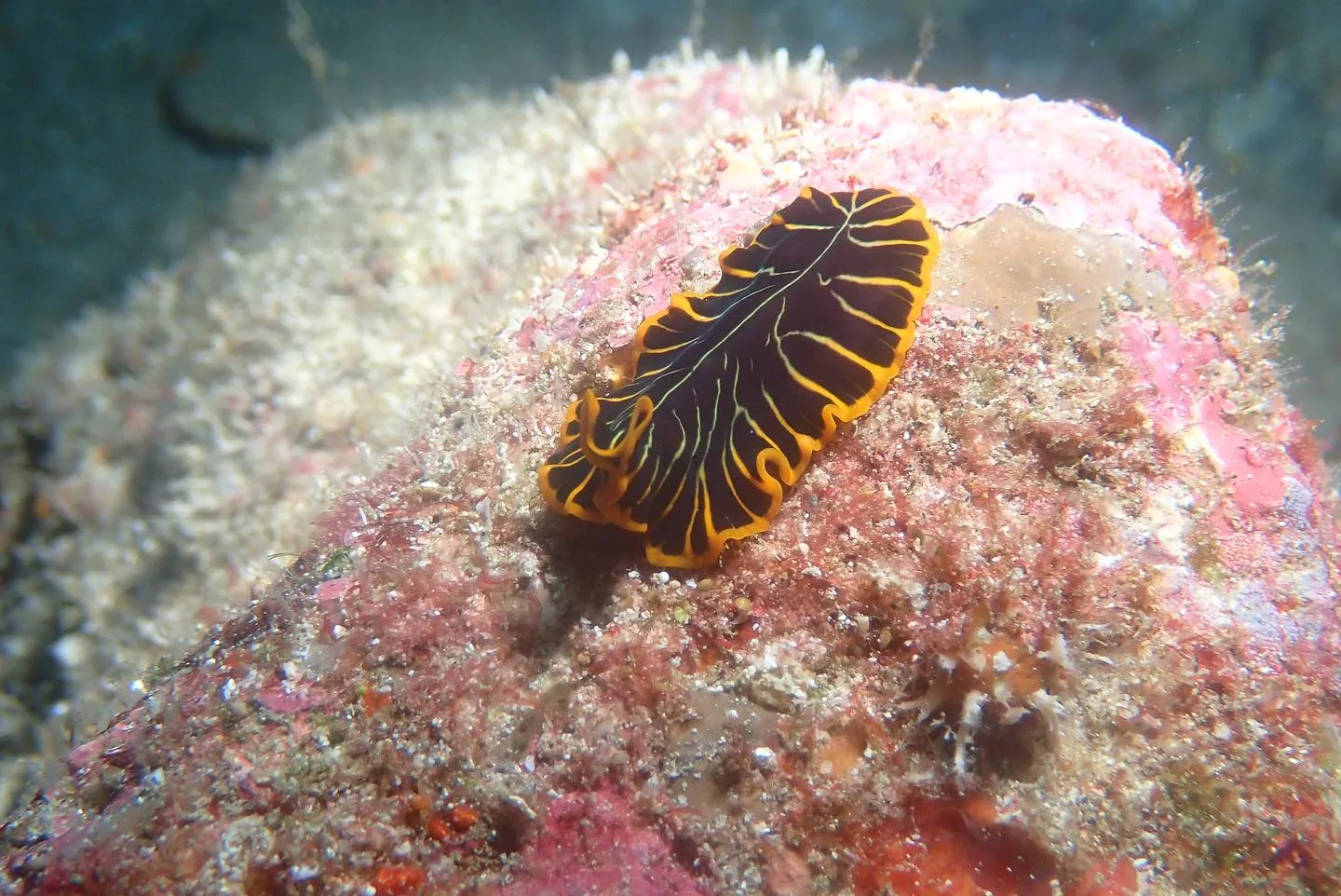 4月23日慶良間ダイビング🤿