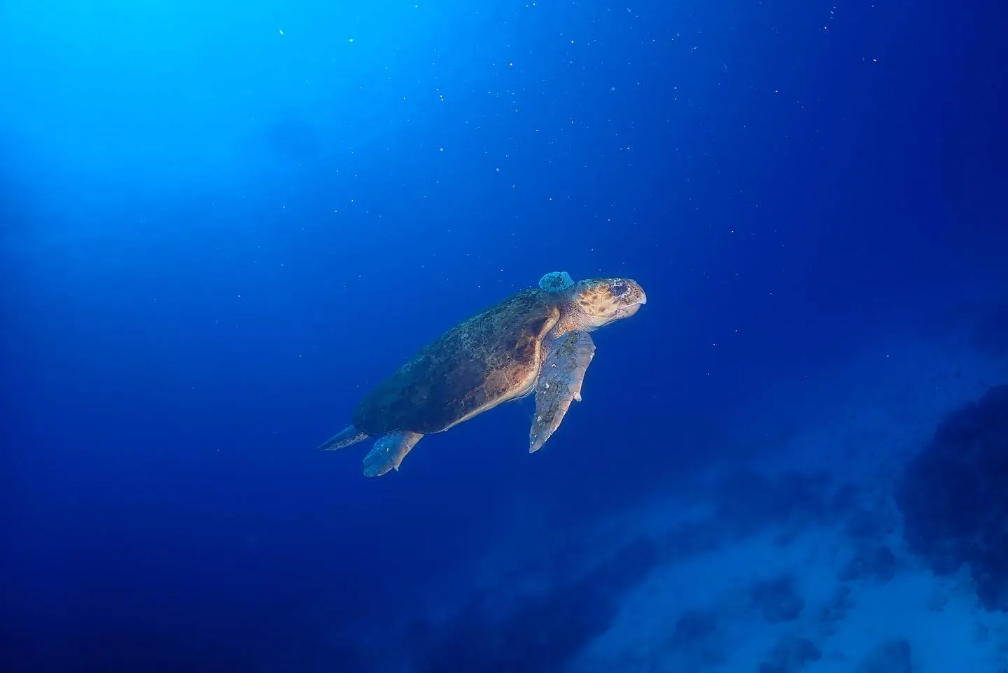 4月24日慶良間ダイビング🤿
