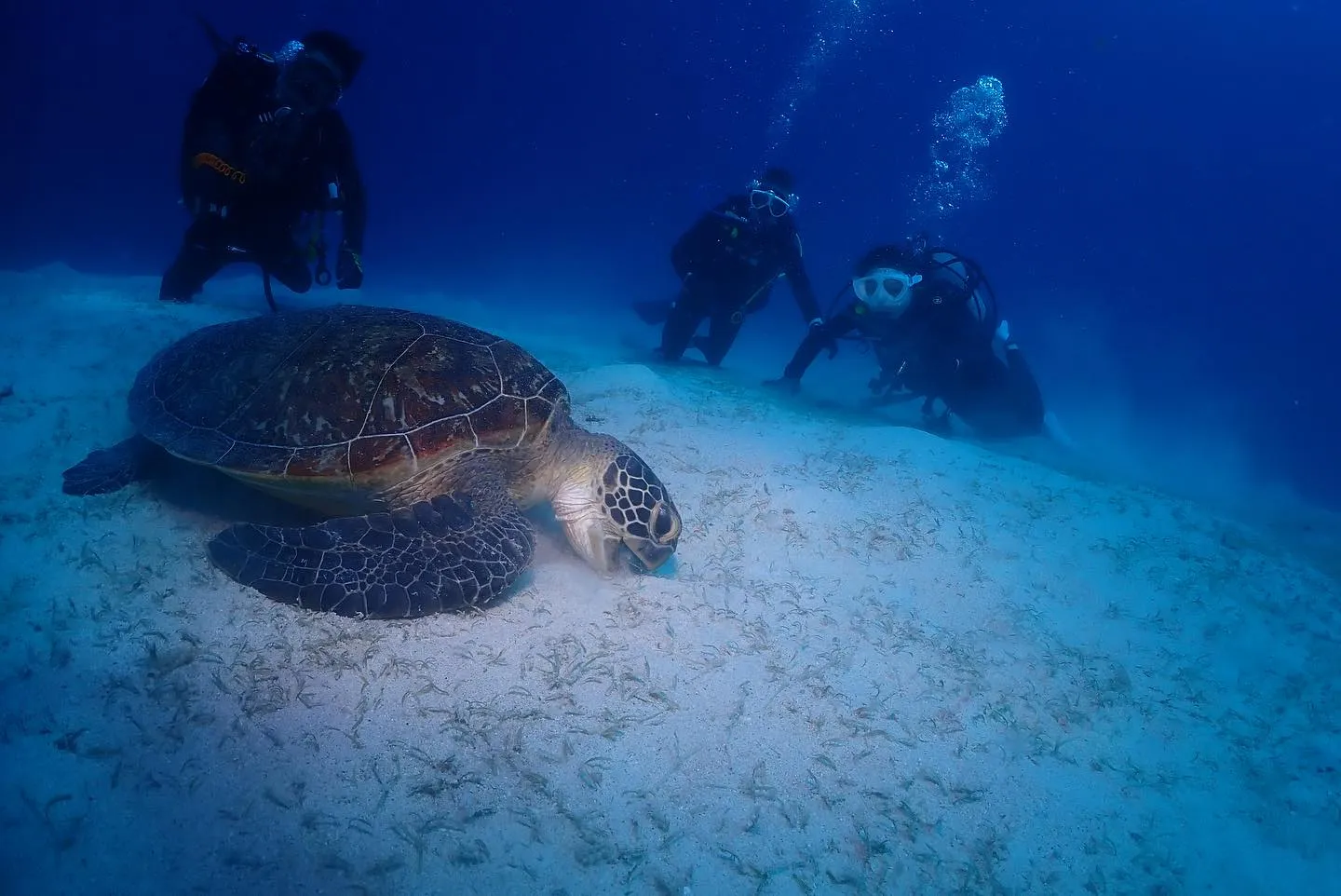 4月24日慶良間ダイビング🤿