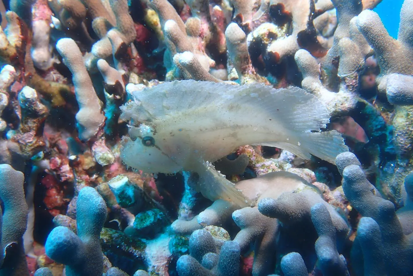 4月24日慶良間ダイビング🤿