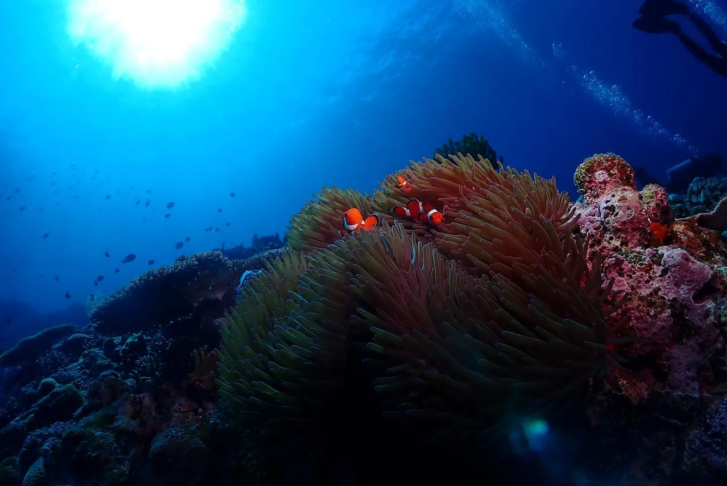 4月24日慶良間ダイビング🤿