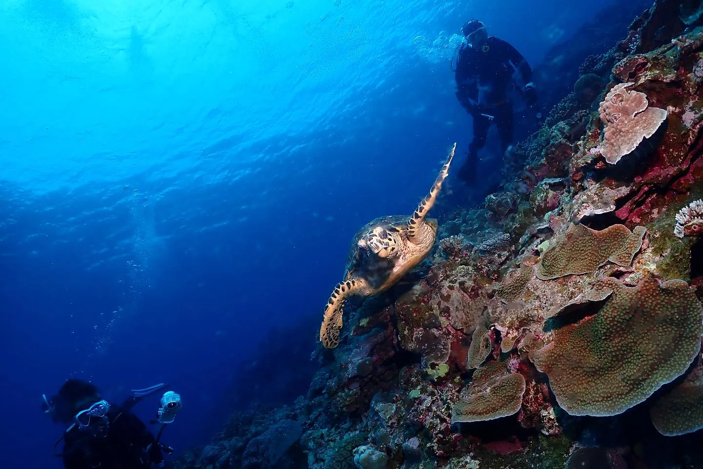4月26日慶良間ダイビング🤿