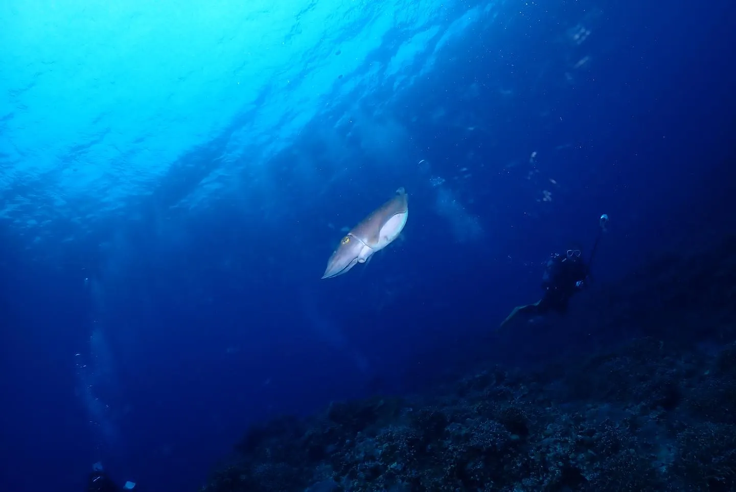4月26日慶良間ダイビング🤿