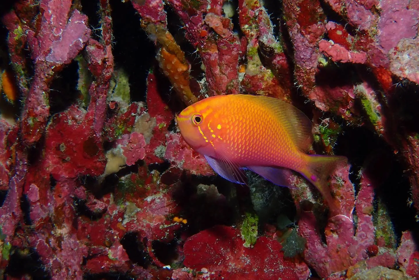 4月26日慶良間ダイビング🤿