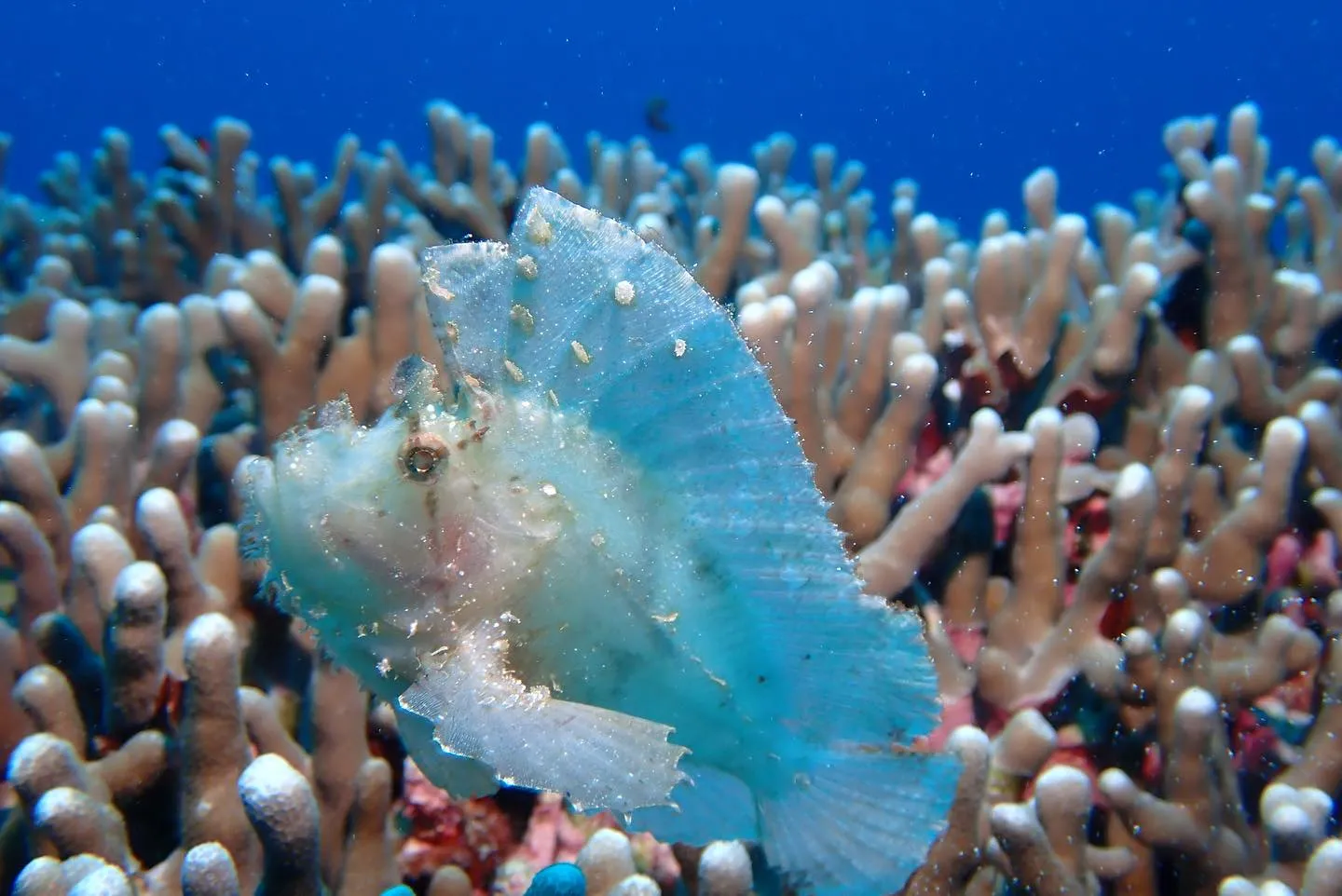 4月26日慶良間ダイビング🤿
