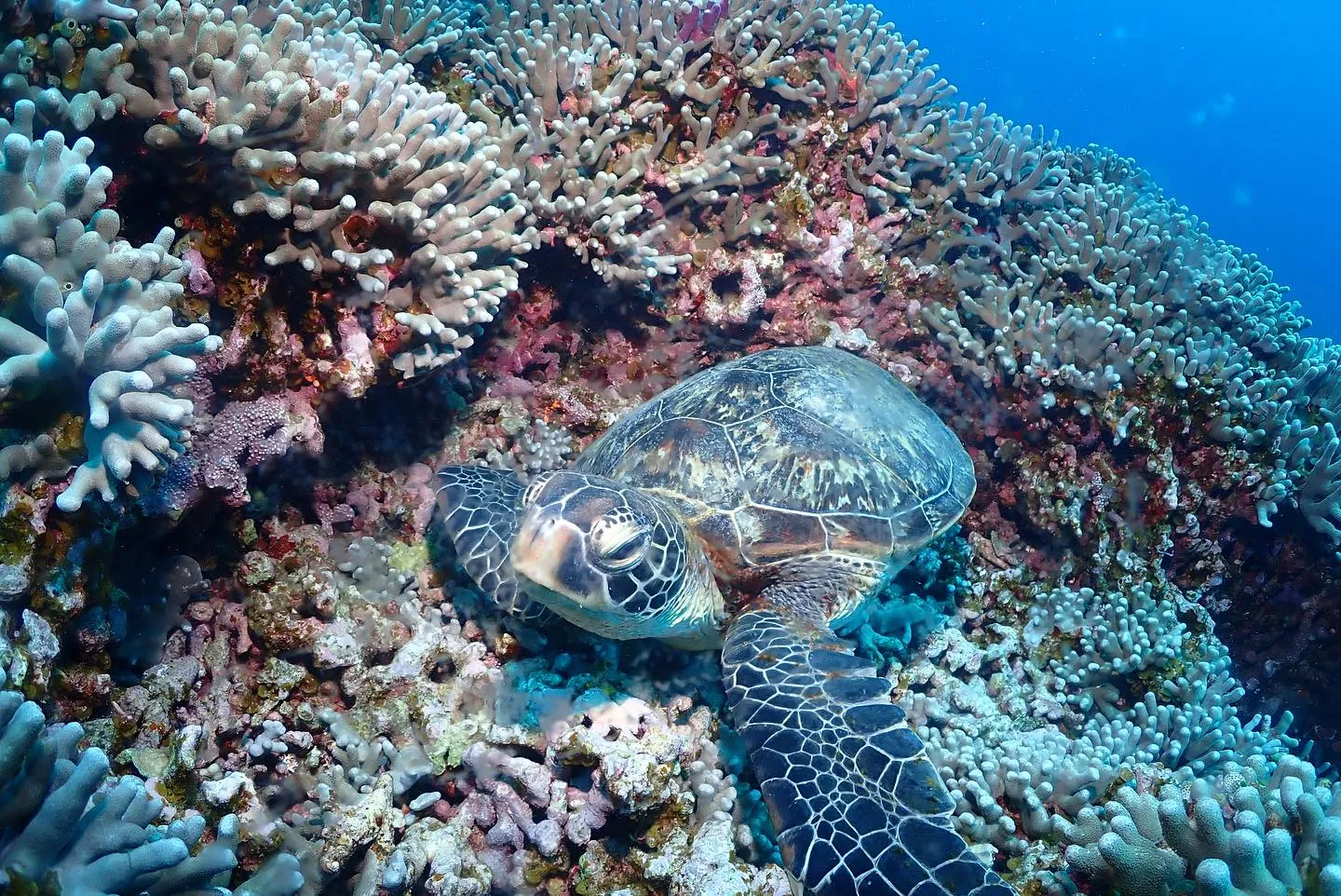 4月26日慶良間ダイビング🤿