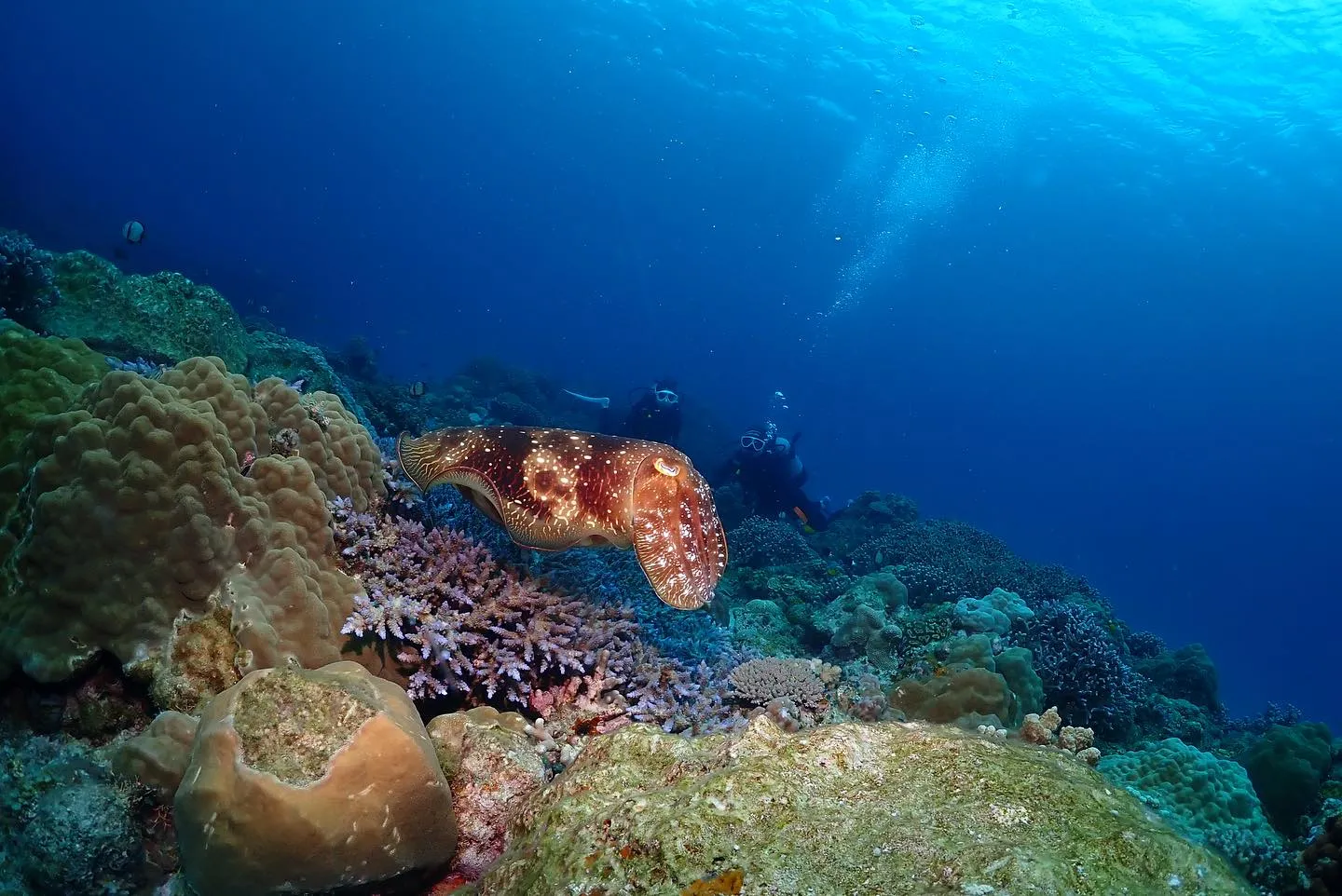 4月28日慶良間ダイビング🤿