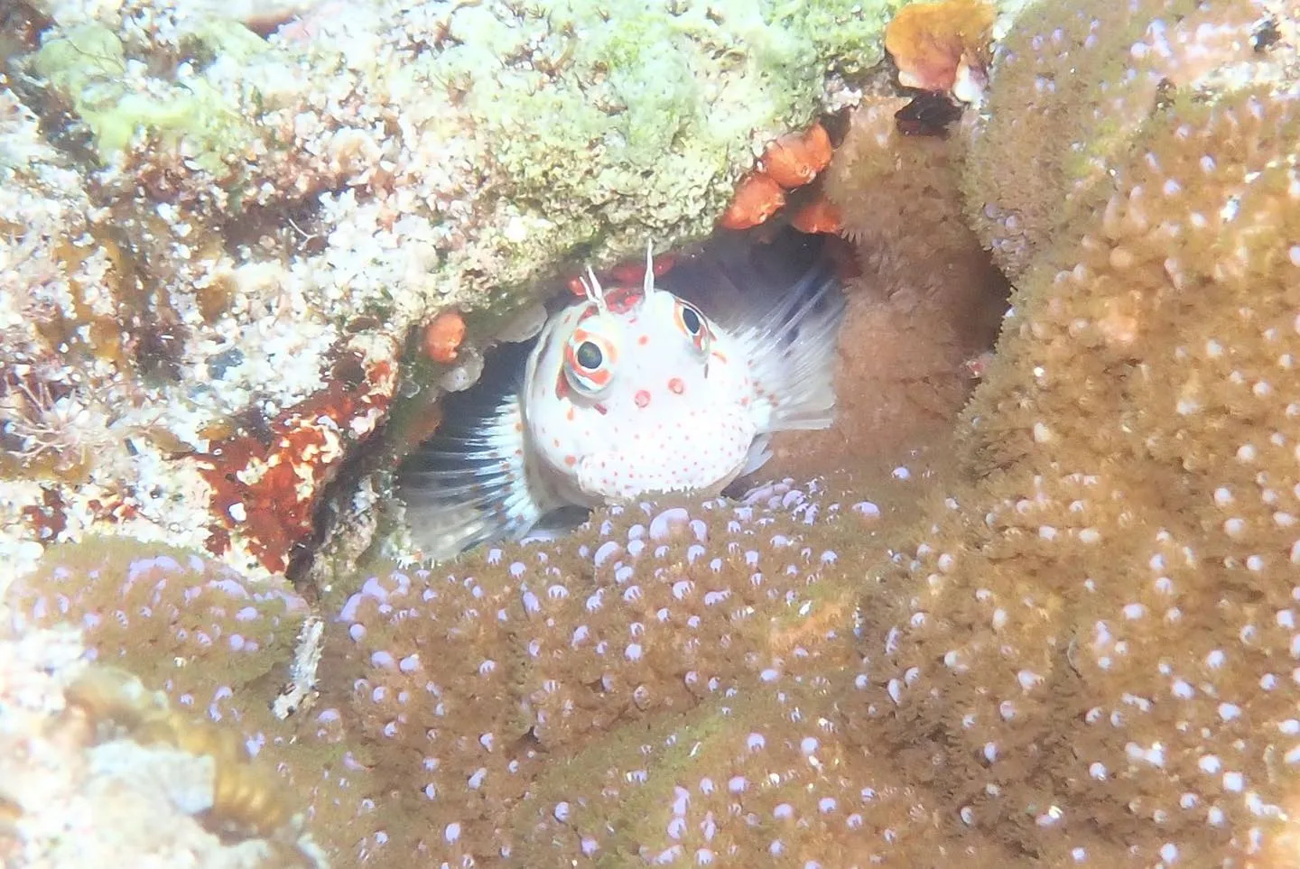 4月28日慶良間ダイビング🤿