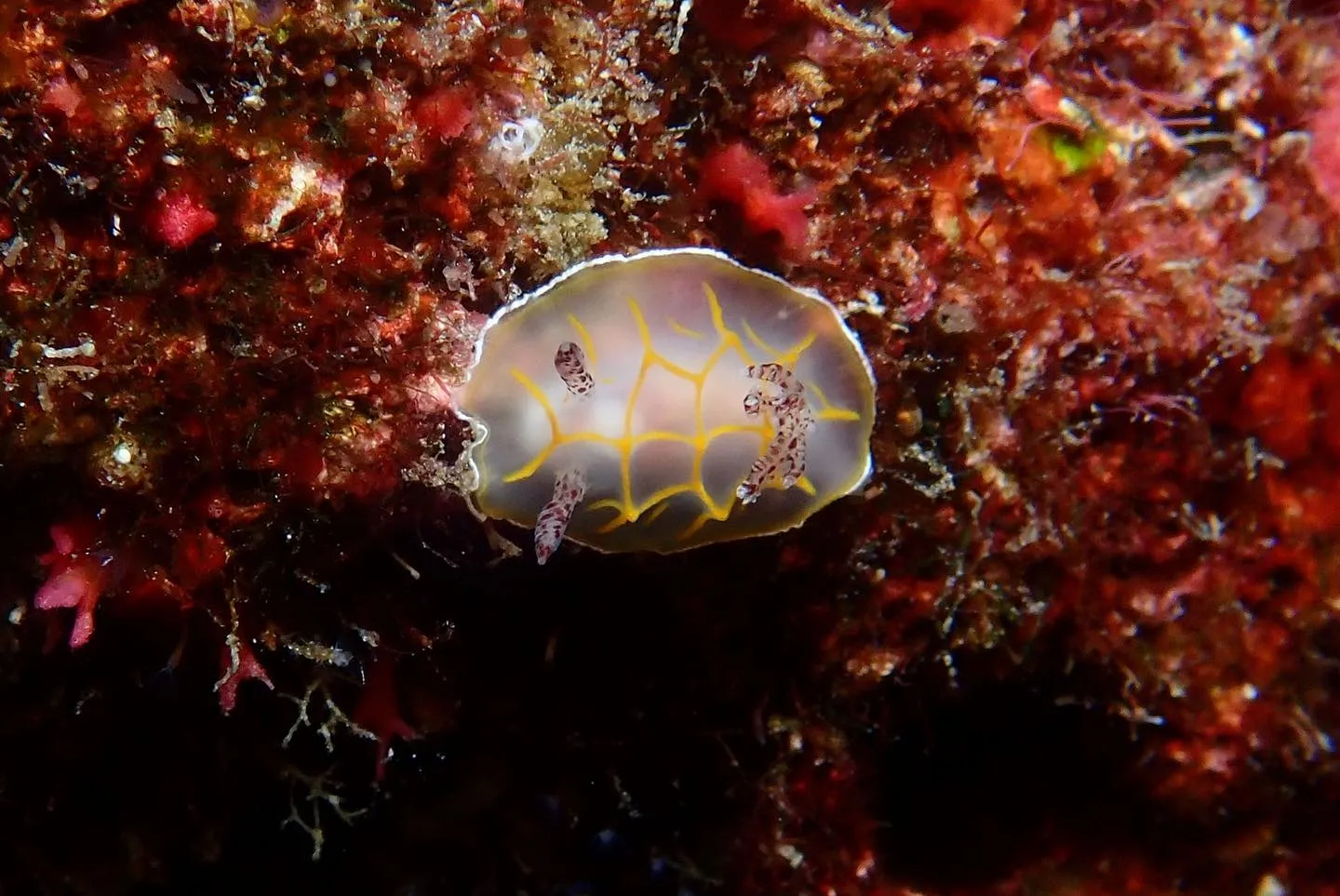 4月28日慶良間ダイビング🤿