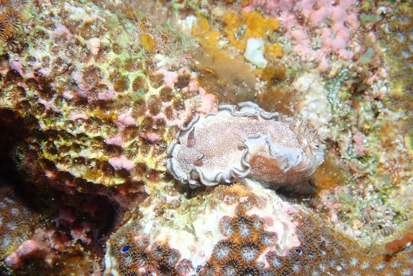 4月28日慶良間ダイビング🤿