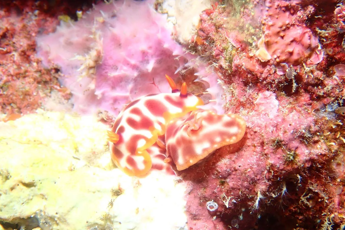 4月28日慶良間ダイビング🤿