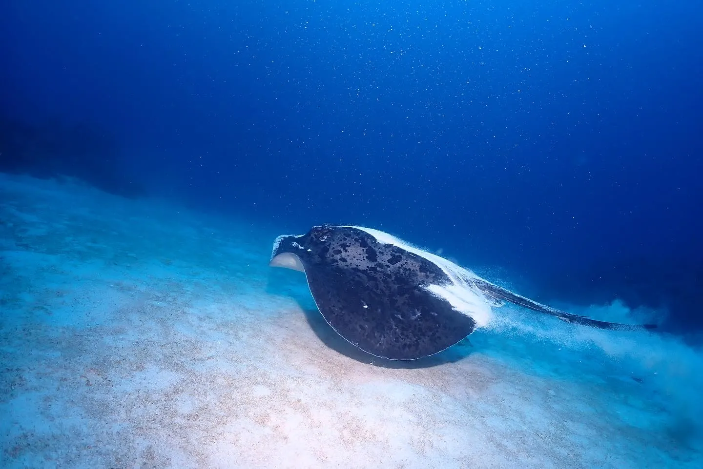 4月29日チービシダイビング🤿