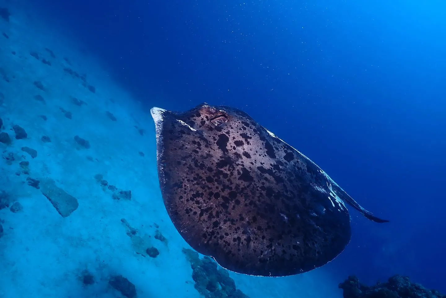 4月29日チービシダイビング🤿