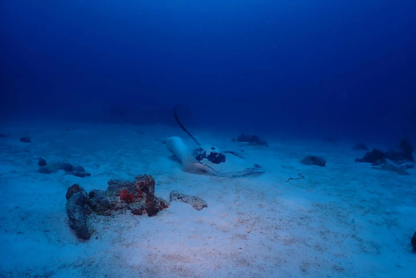 4月29日チービシダイビング🤿
