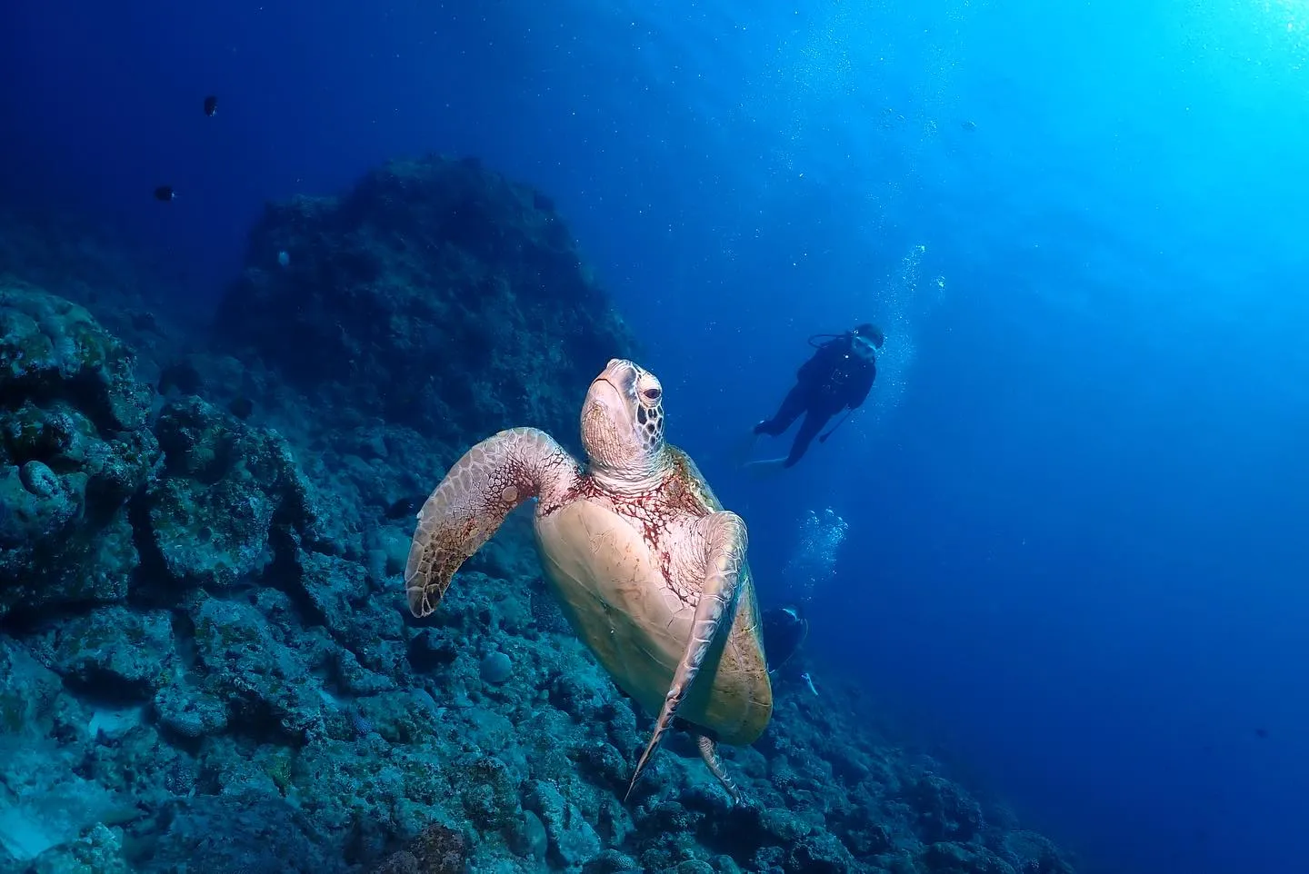 4月29日チービシダイビング🤿