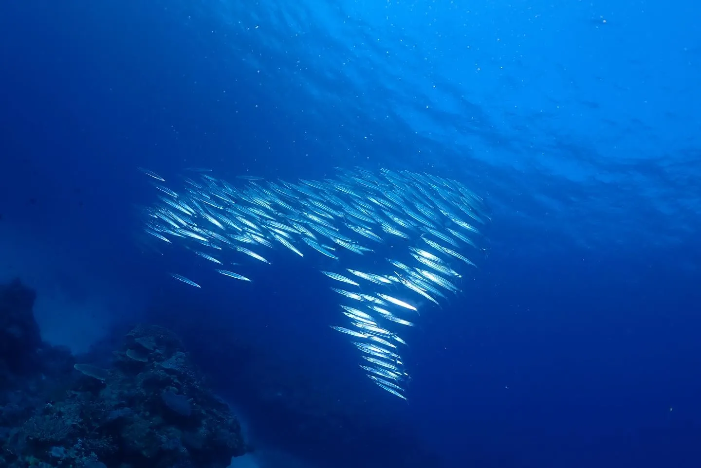 4月29日チービシダイビング🤿