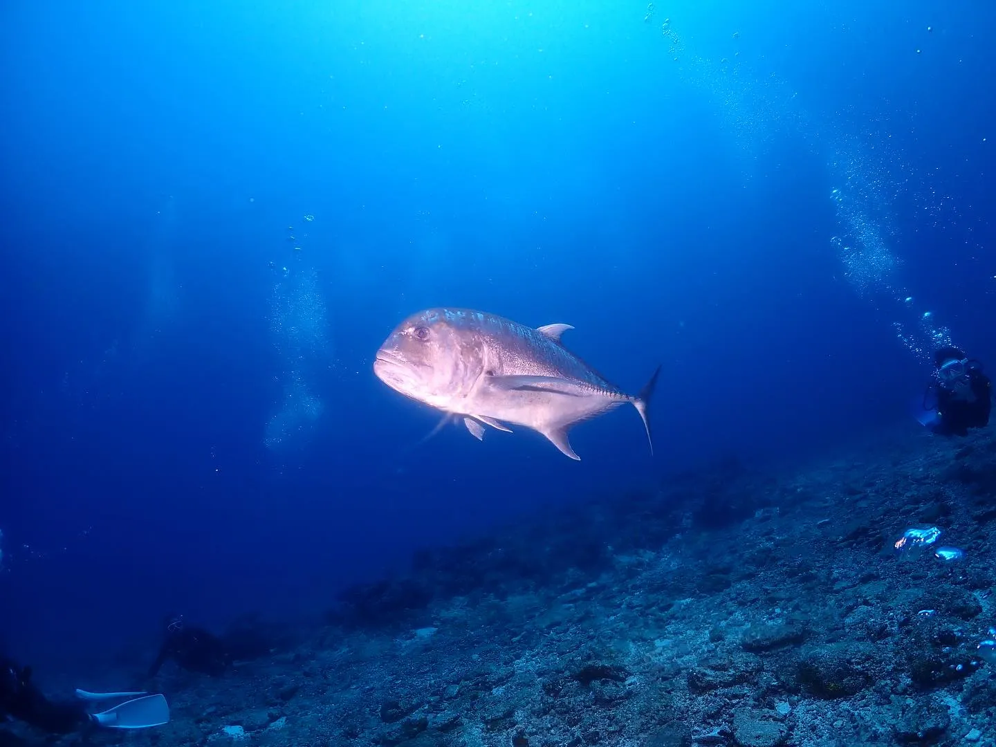4月30日慶良間ダイビング🤿