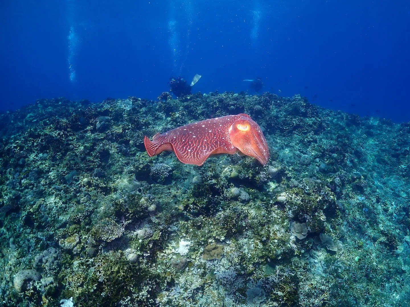 4月30日慶良間ダイビング🤿