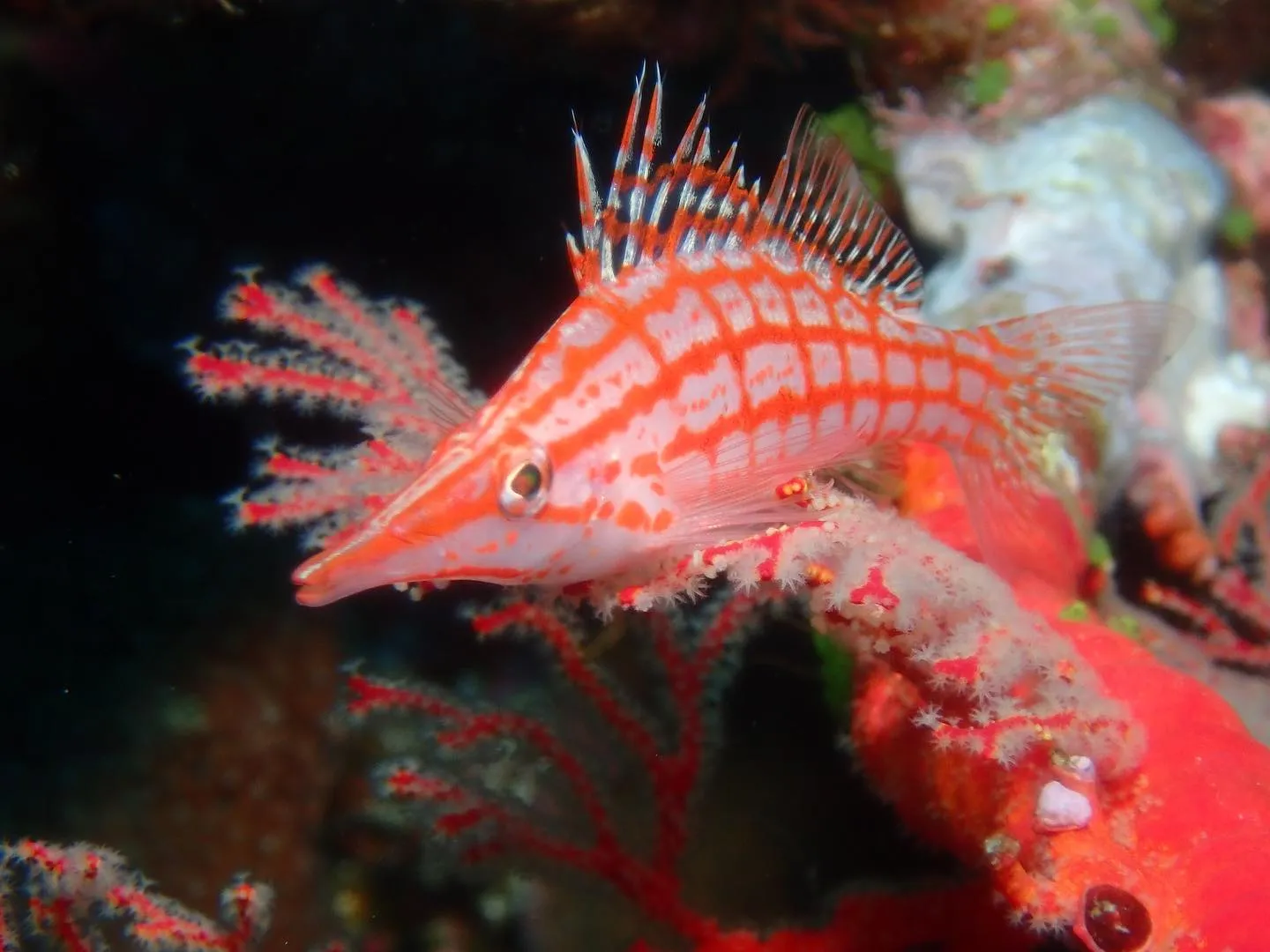 4月30日慶良間ダイビング🤿