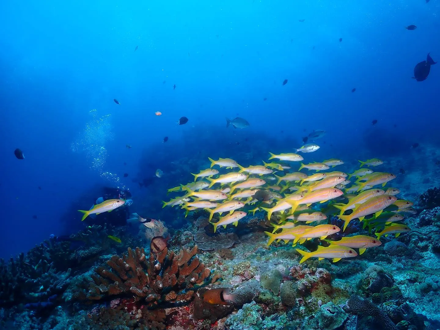 4月30日慶良間ダイビング🤿