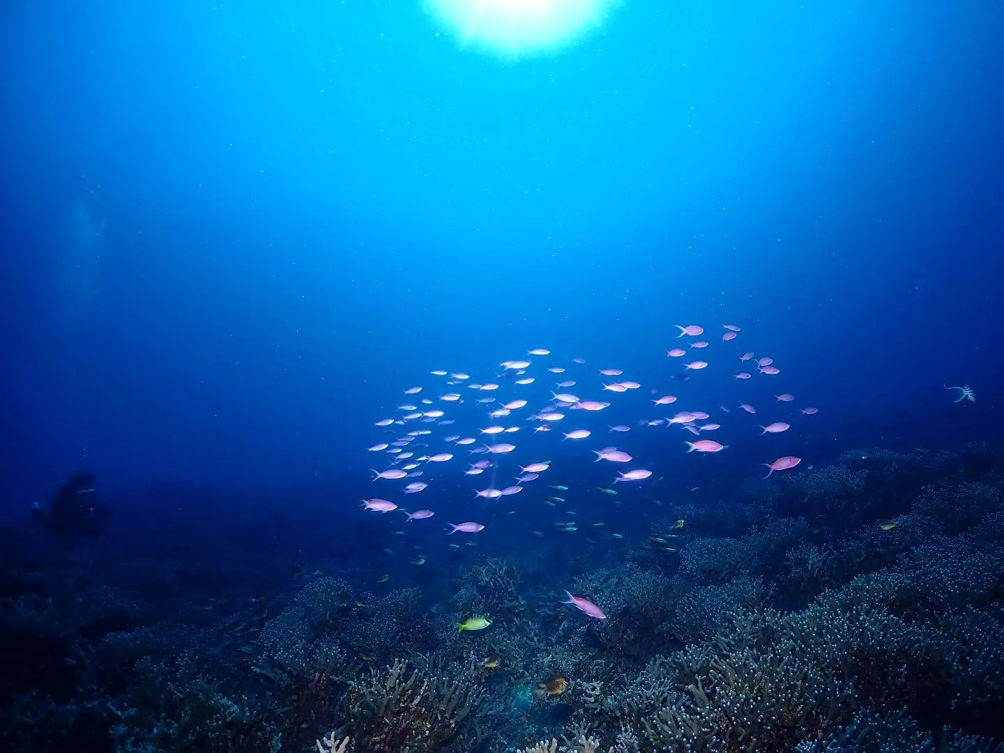 4月30日慶良間ダイビング🤿