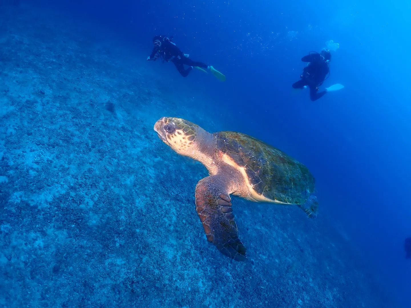 5月1日慶良間ダイビング🤿