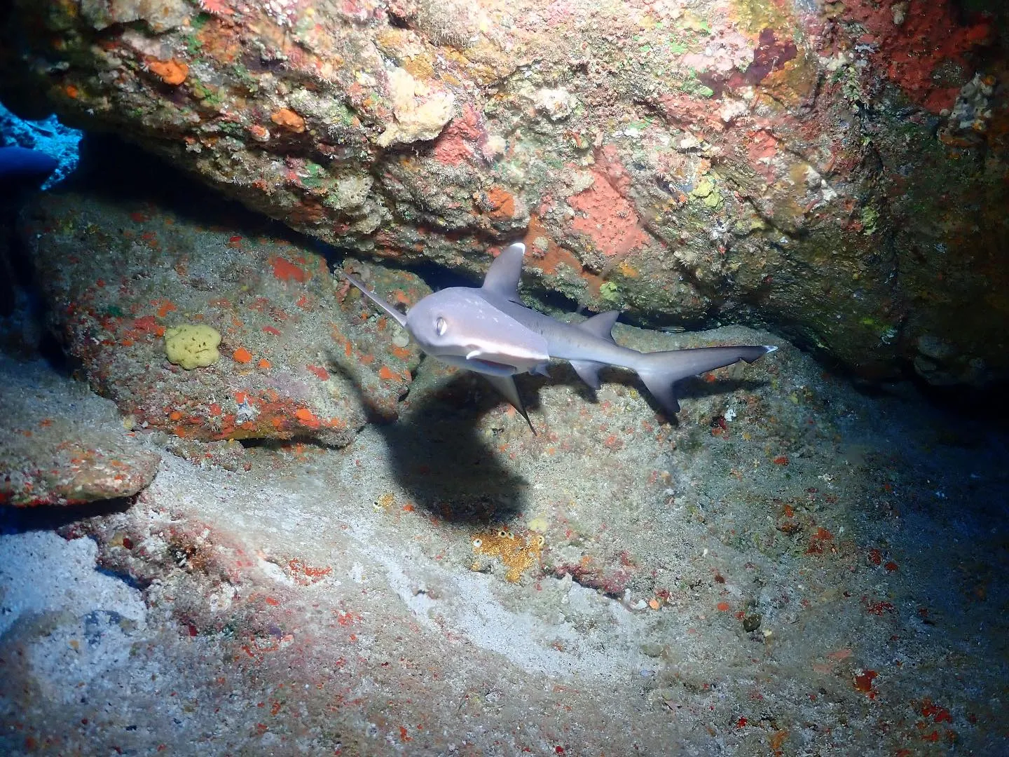 5月1日慶良間ダイビング🤿