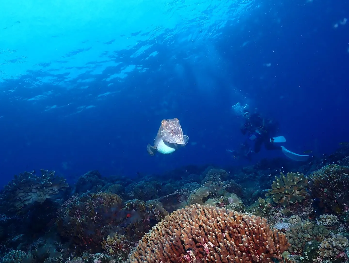 5月1日慶良間ダイビング🤿