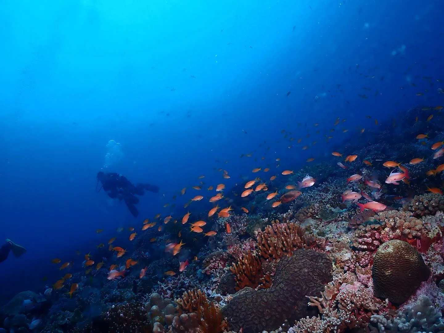 5月1日慶良間ダイビング🤿