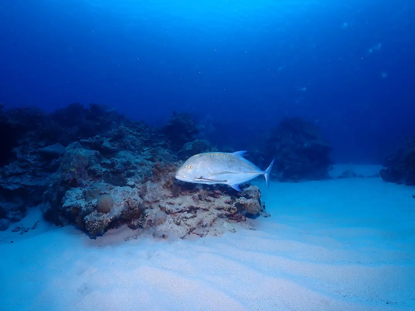 5月1日慶良間ダイビング🤿
