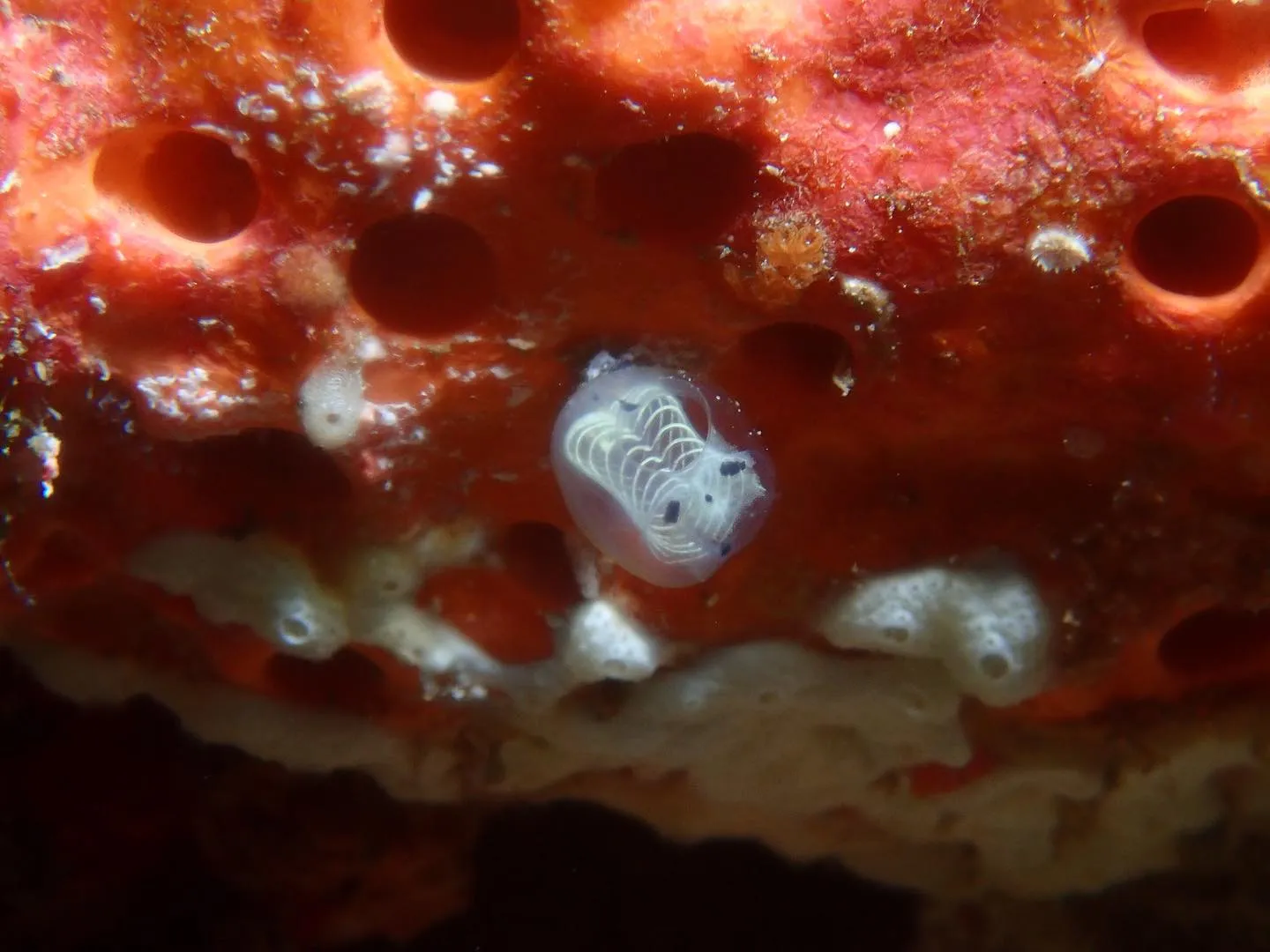 5月1日慶良間ダイビング🤿