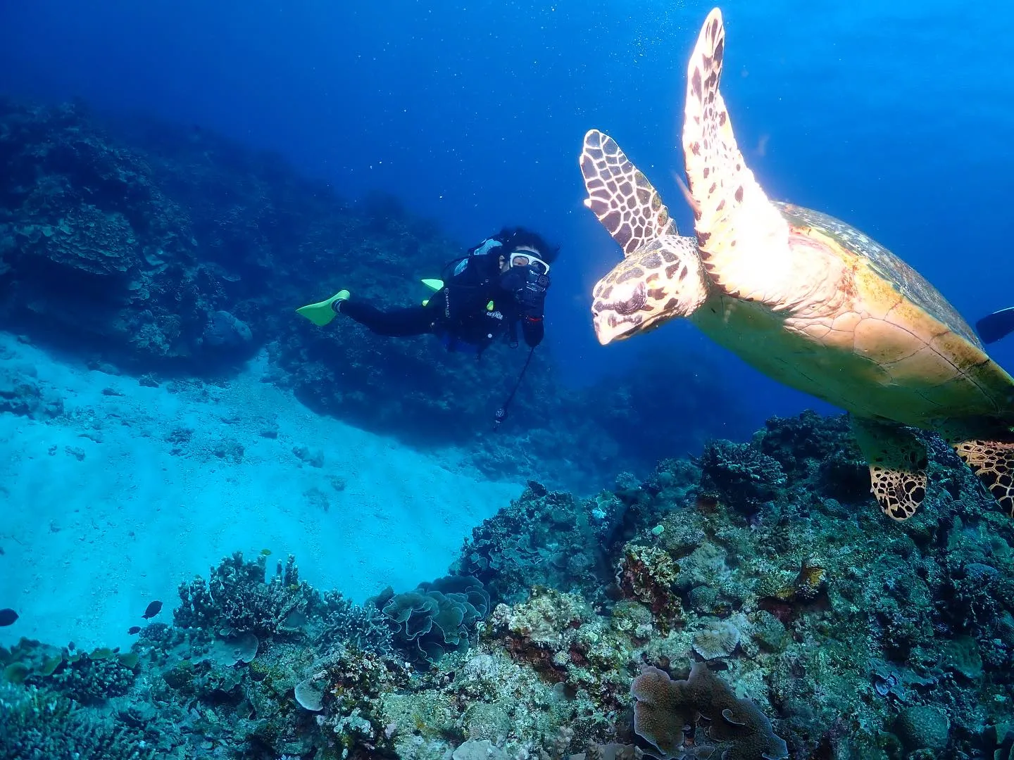 5月3日慶良間ダイビング🤿