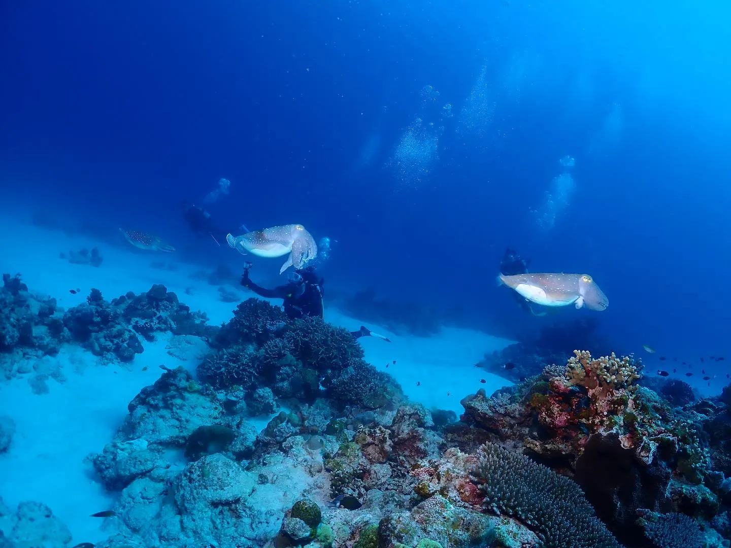 5月3日慶良間ダイビング🤿