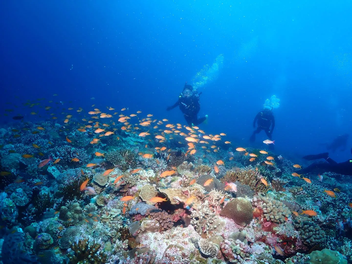 5月3日慶良間ダイビング🤿
