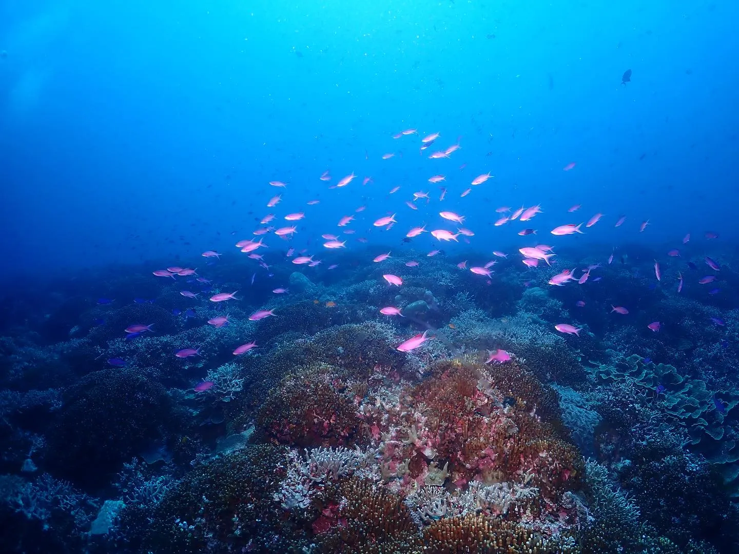 5月3日慶良間ダイビング🤿