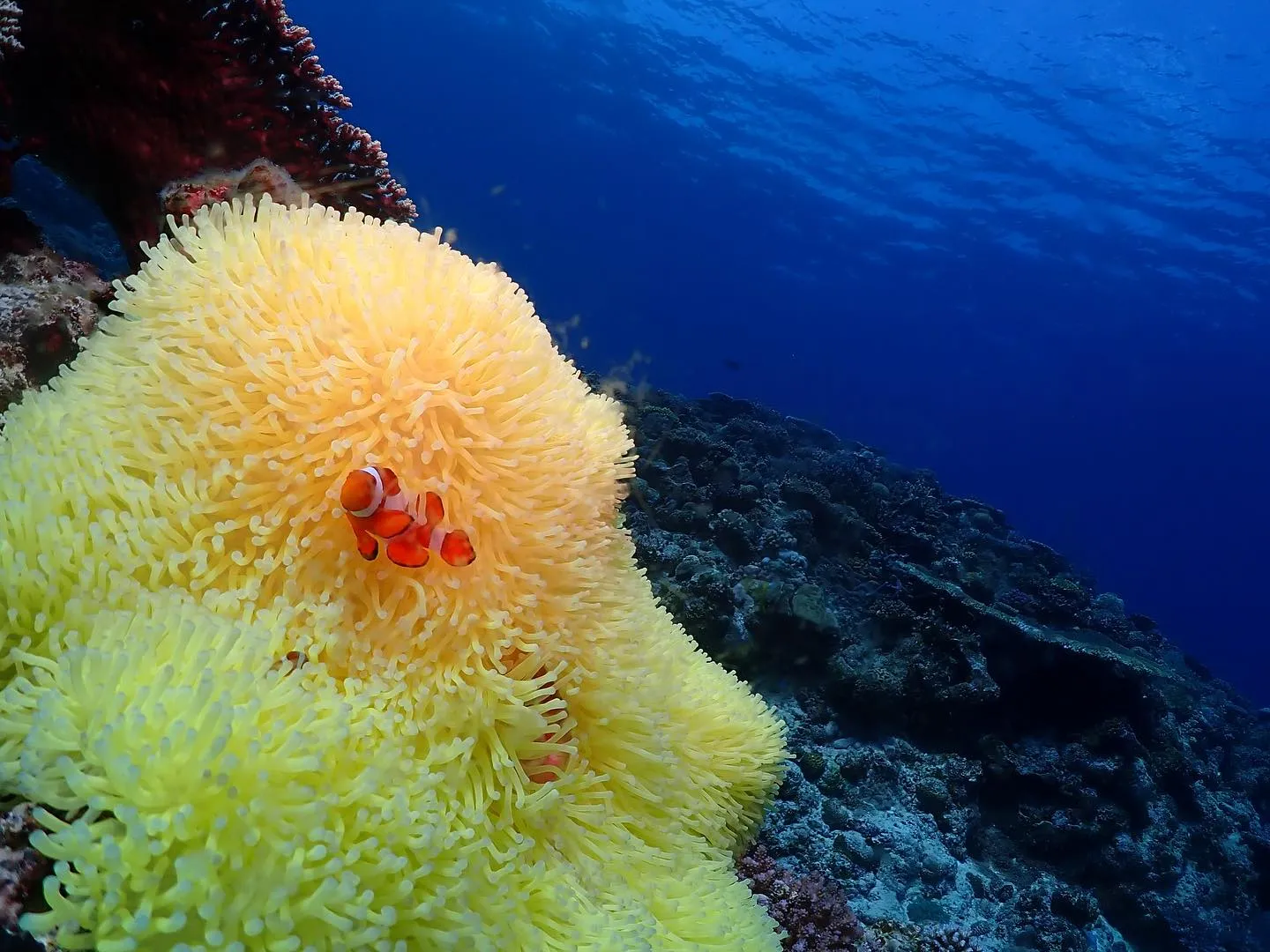 5月3日慶良間ダイビング🤿