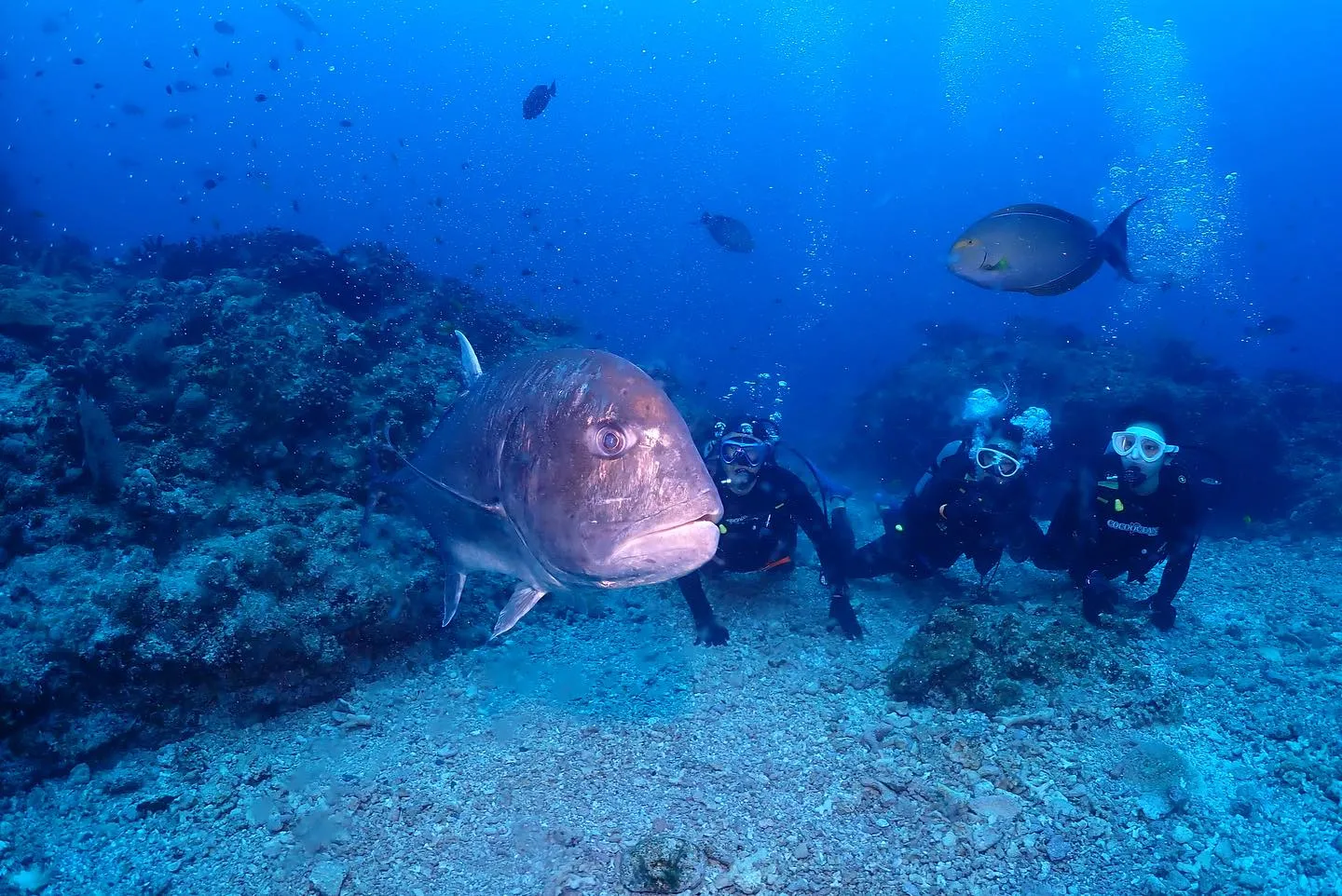 5月4日慶良間ダイビング🤿