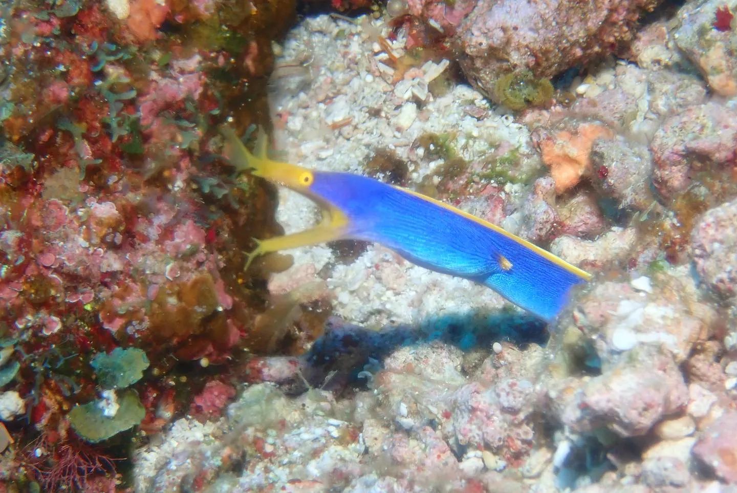 5月4日慶良間ダイビング🤿