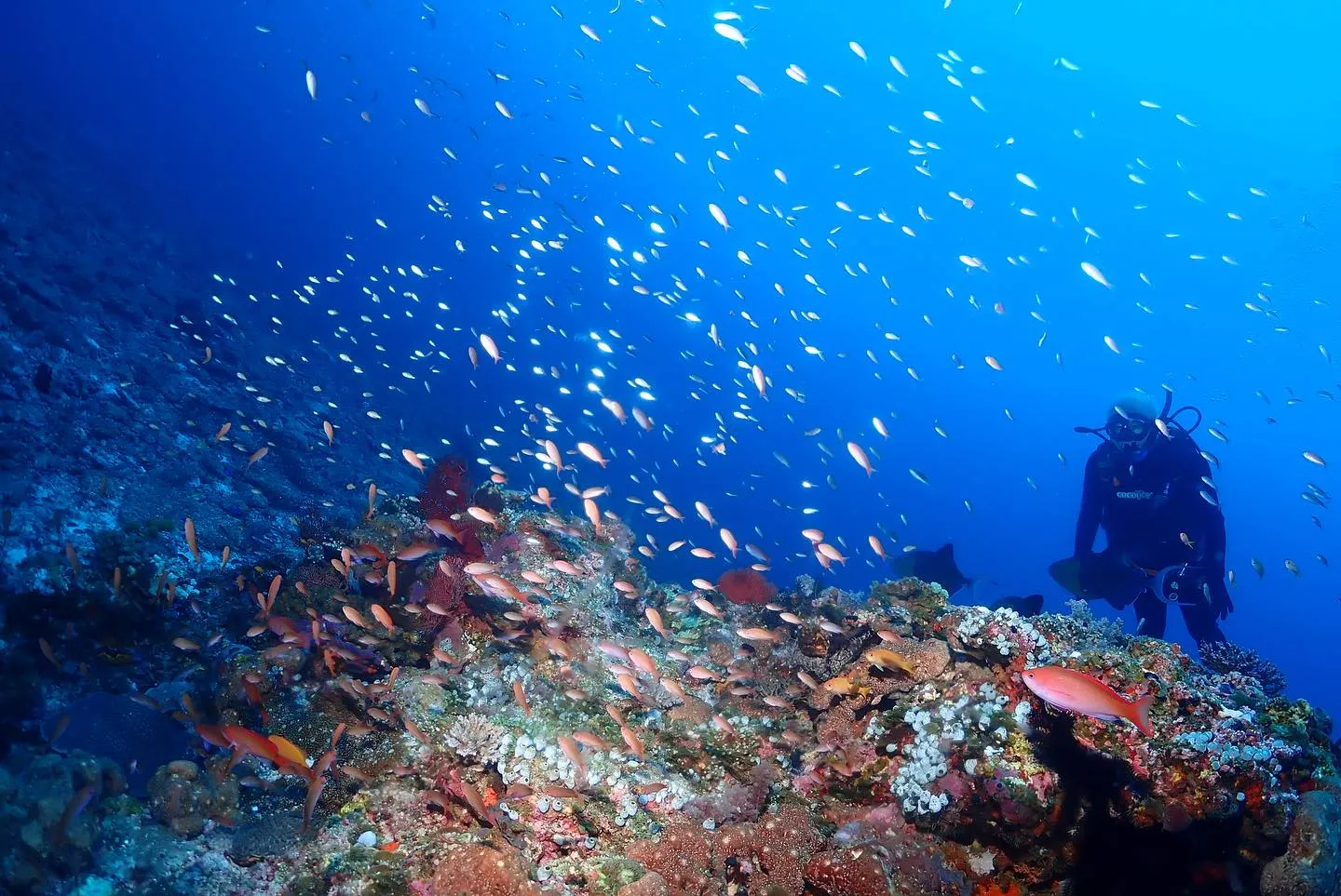 5月4日慶良間ダイビング🤿