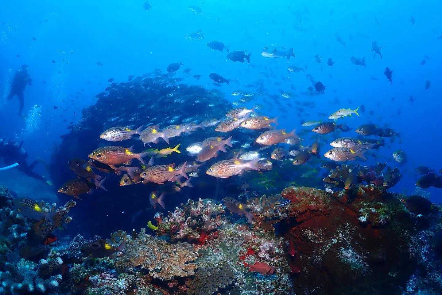 5月4日慶良間ダイビング🤿