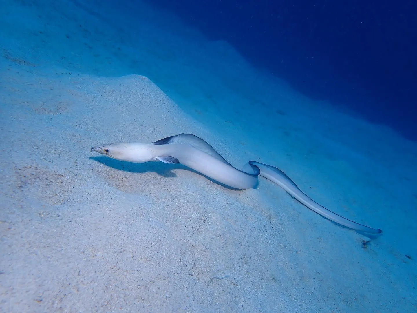 5月5日慶良間ダイビング🤿