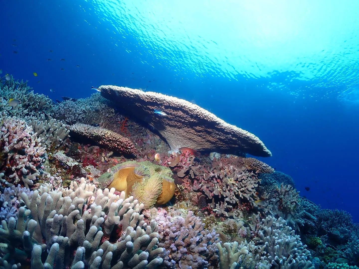 5月5日慶良間ダイビング🤿