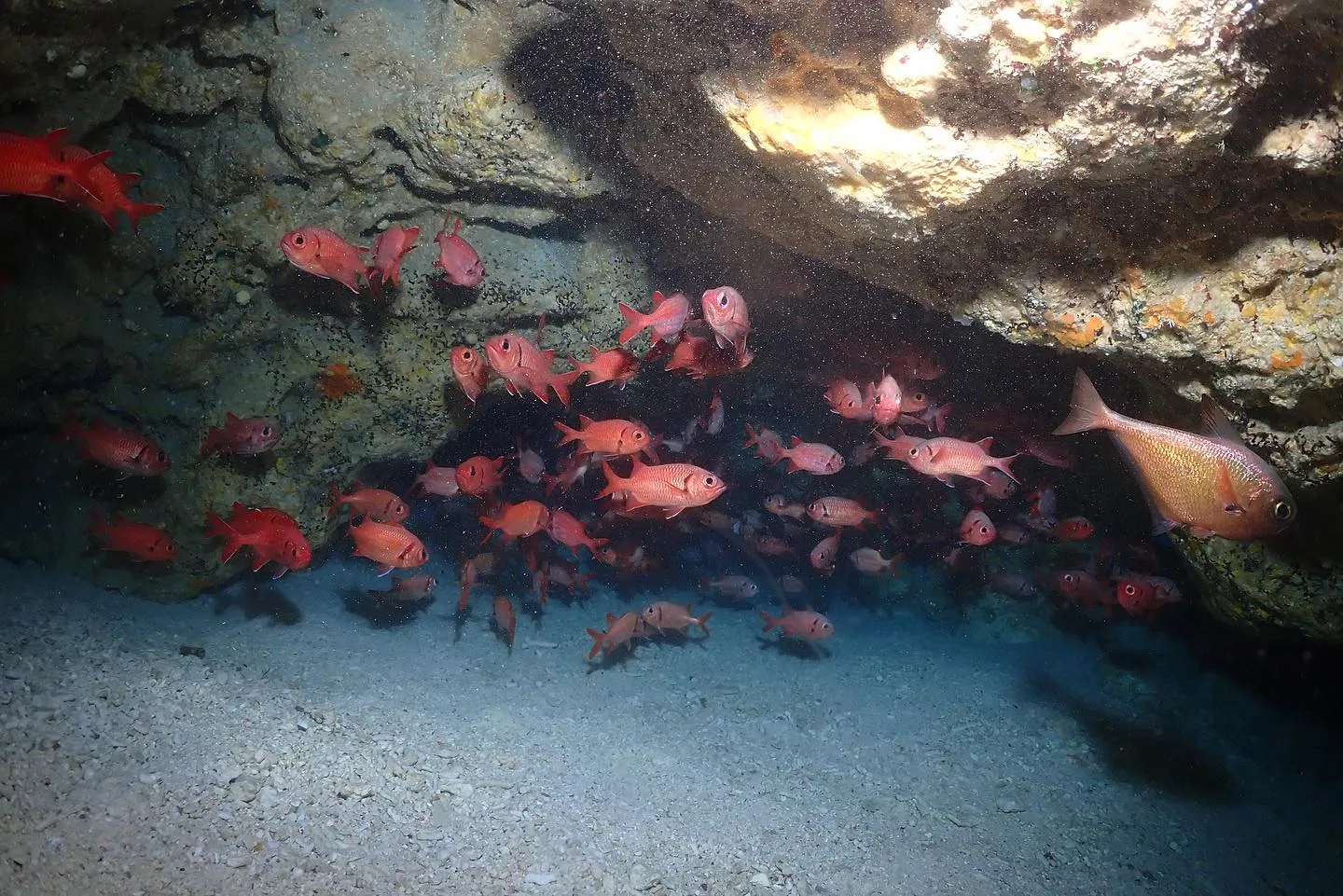 5月6日チービシダイビング🤿