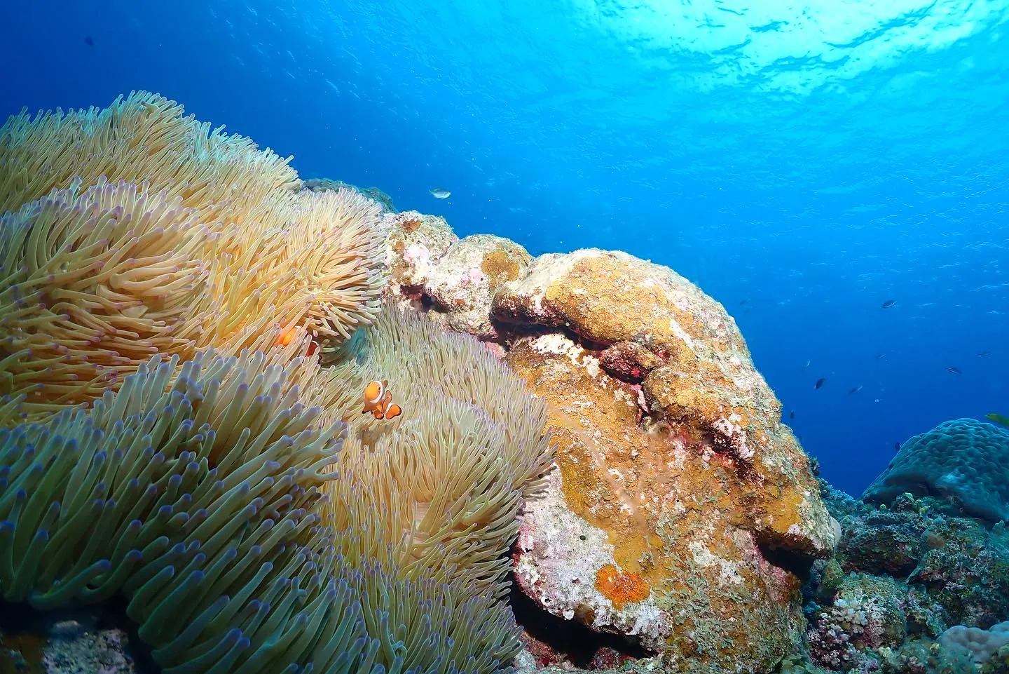 5月6日チービシダイビング🤿