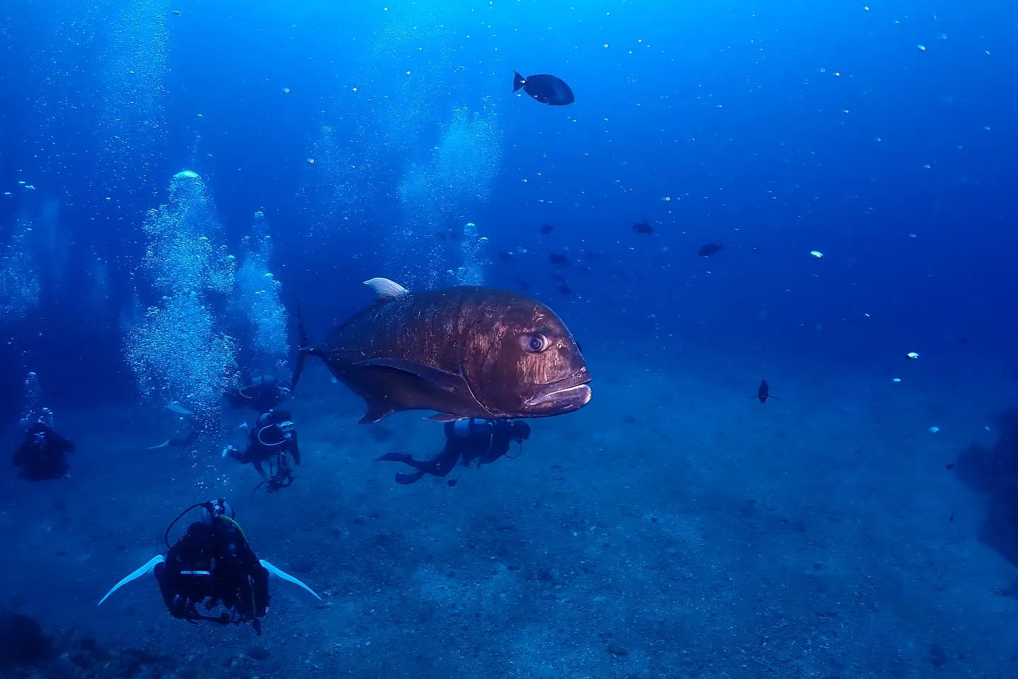 5月8日慶良間ダイビング🤿
