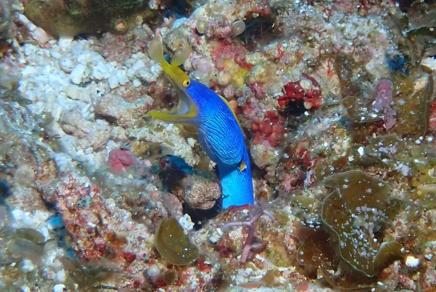 5月8日慶良間ダイビング🤿