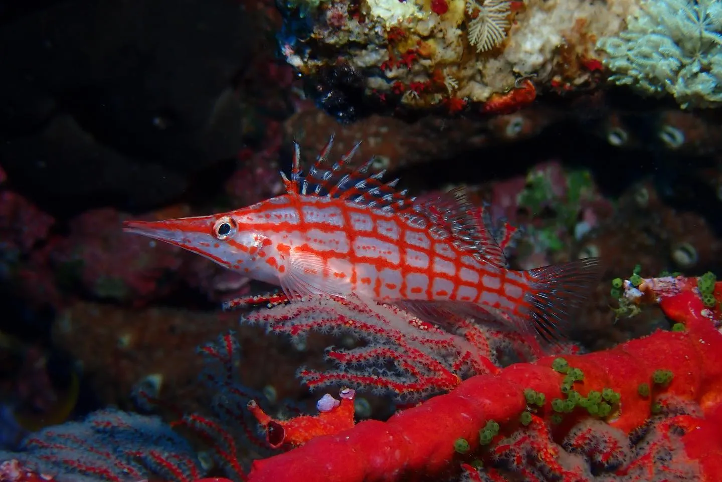 5月8日慶良間ダイビング🤿