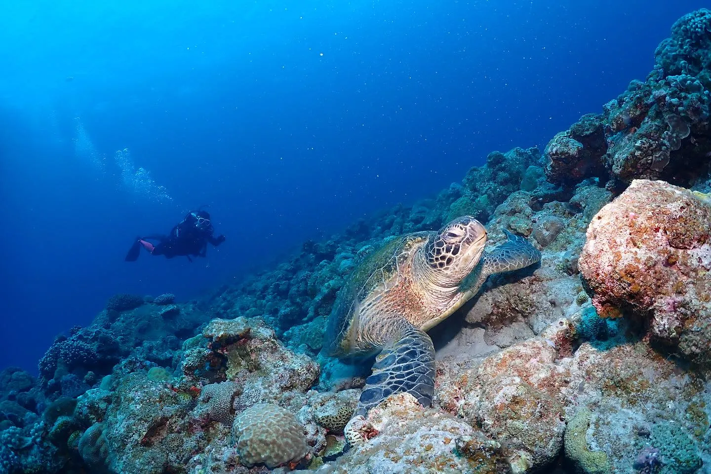 5月8日慶良間ダイビング🤿