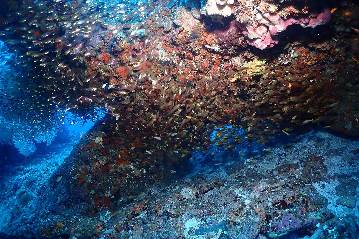 5月8日慶良間ダイビング🤿