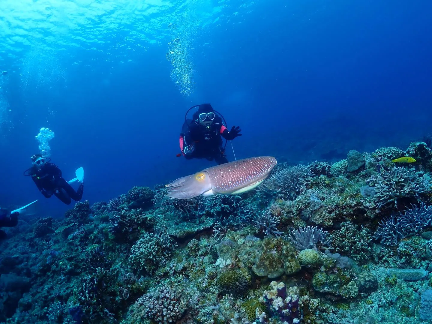 5月9日慶良間ダイビング🤿